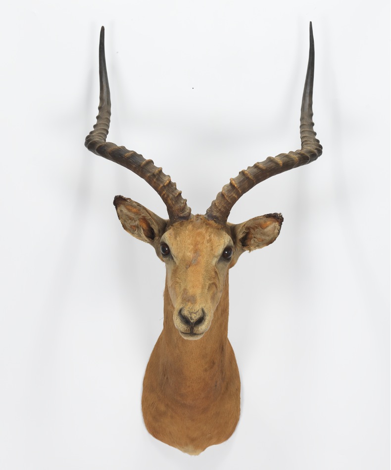 A Mounted Impala's Head Trophy, 10.18.12, Sold 402.5