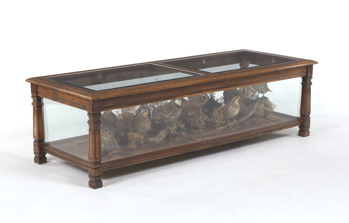 Custom Made Coffee Table With Display Taxidermy Of Northern